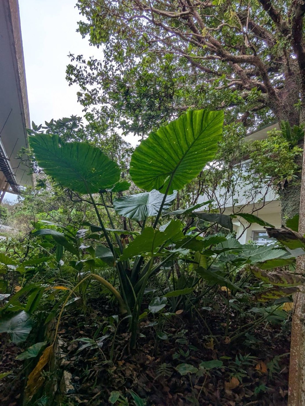 校舎脇に群生するクワズイモ