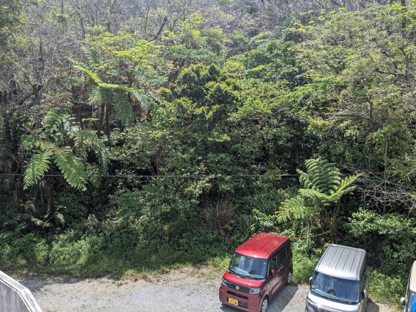 2階から見下ろした駐車場と裏山のヒカゲヘゴ